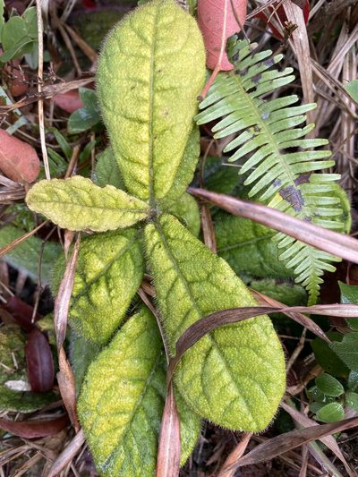 Ardisia primulifolia, photographed by Toby Y