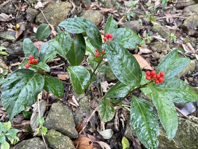 Sarcandra glabra, photographed by Toby Y