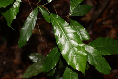 Sloanea woollsii, photographed by Greg Tasney
