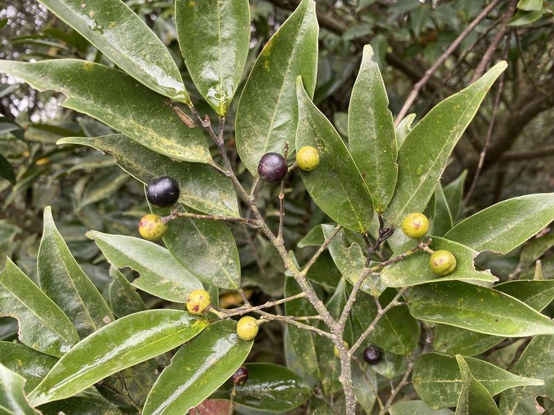 Prunus phaeosticta, photographed by Toby Y