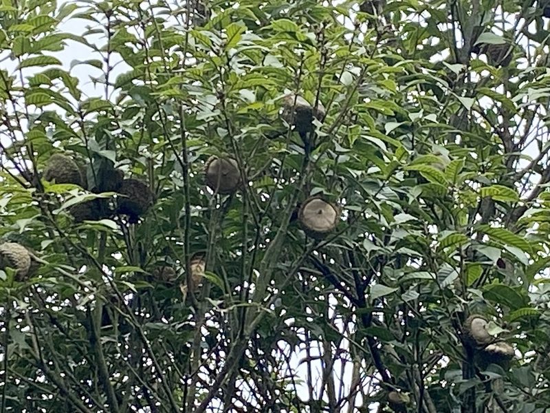 Lithocarpus corneus, photographed by Toby Y