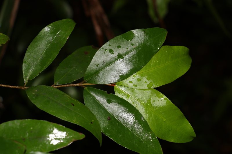 Austrobuxus swainii, photographed by Greg Tasney