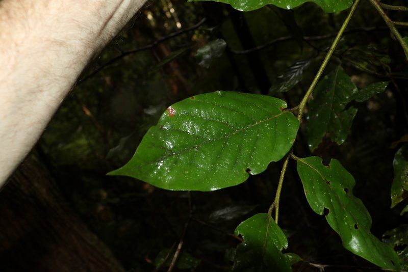 Endiandra hayesii, photographed by Greg Tasney