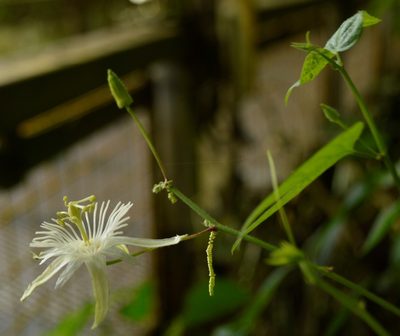 Passiflora capsularis, photographed by E Santos Ortega