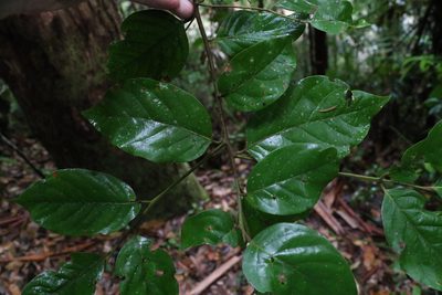Endiandra hayesii, photographed by Greg Tasney