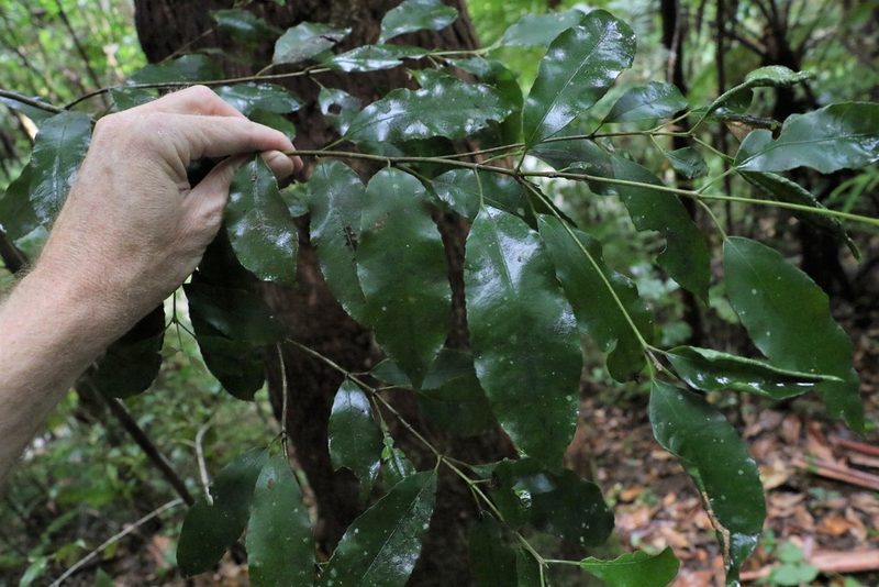Ceratopetalum apetalum, photographed by Greg Tasney