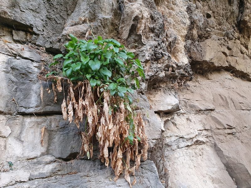 Scrophularia laevigata, photographed by Mehdi Chetibi
