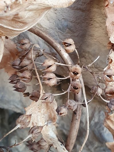 Scrophularia laevigata, photographed by Mehdi Chetibi