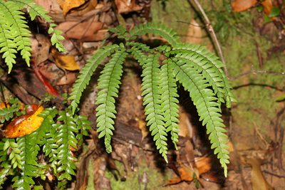 Adiantum silvaticum, photographed by Greg Tasney