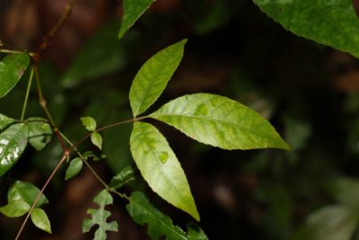 Ackama paniculosa, photographed by Greg Tasney
