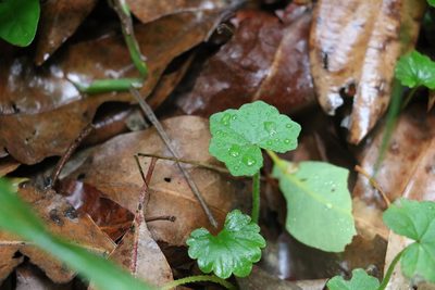 Hydrocotyle hirta, photographed by Greg Tasney