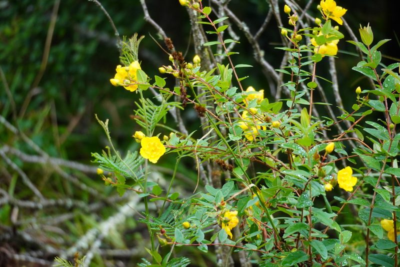 Hypericum forrestii, photographed by Matthew Fainman