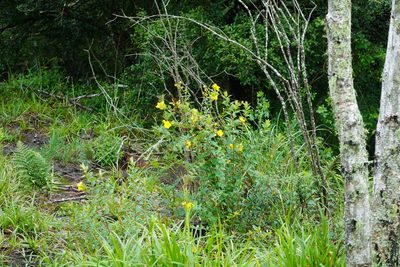 Hypericum forrestii, photographed by Matthew Fainman