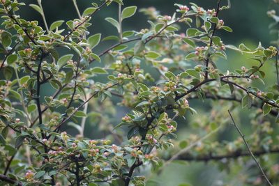 Cotoneaster franchetii, photographed by Matthew Fainman