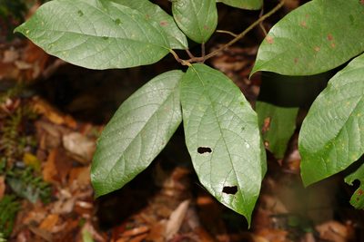 Gmelina leichhardtii, photographed by Greg Tasney