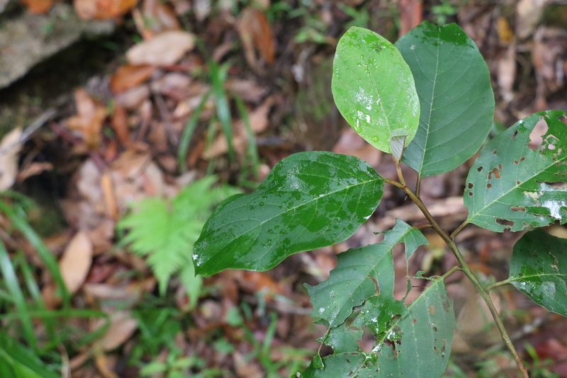 Alphitonia petriei, photographed by Greg Tasney