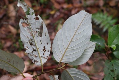 Alphitonia petriei, photographed by Greg Tasney