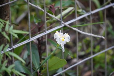 Dietes iridioides, photographed by Matthew Fainman