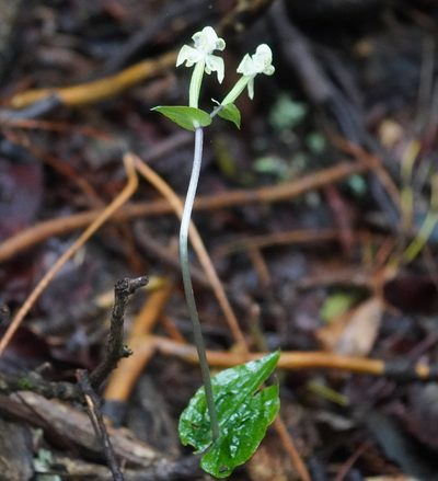Disperis lindleyana, photographed by Matthew Fainman