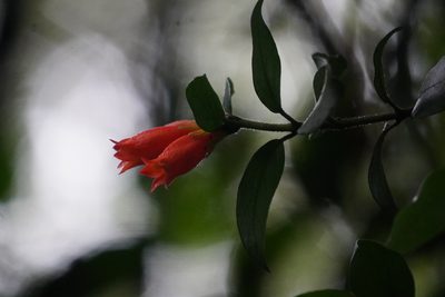 Burchellia bubalina, photographed by Matthew Fainman