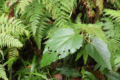 Commersonia bartramia, photographed by Greg Tasney
