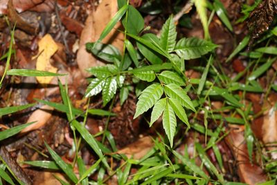 Toona ciliata, photographed by Greg Tasney