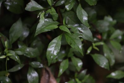 Psychotria simmondsiana, photographed by Greg Tasney