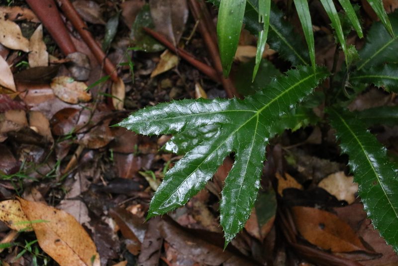Hicksbeachia pinnatifolia, photographed by Greg Tasney