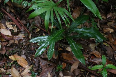 Hicksbeachia pinnatifolia, photographed by Greg Tasney