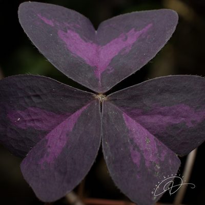Oxalis triangularis, photographed by Reinaldo de Oliveira Elias