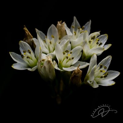 Nothoscordum gracile, photographed by Reinaldo de Oliveira Elias