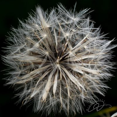 Hypochaeris chillensis, photographed by Reinaldo de Oliveira Elias