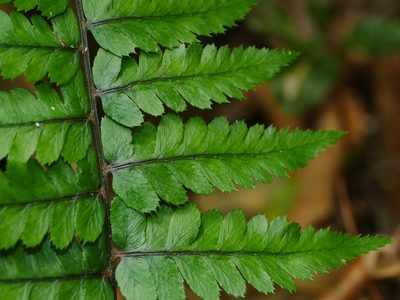 Athyrium leiopodum, photographed by Jacy Chen