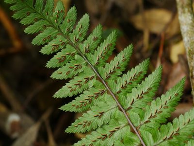Athyrium leiopodum, photographed by Jacy Chen