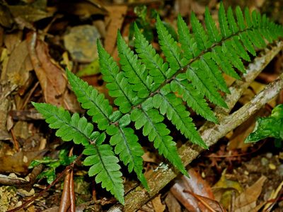 Athyrium leiopodum, photographed by Jacy Chen