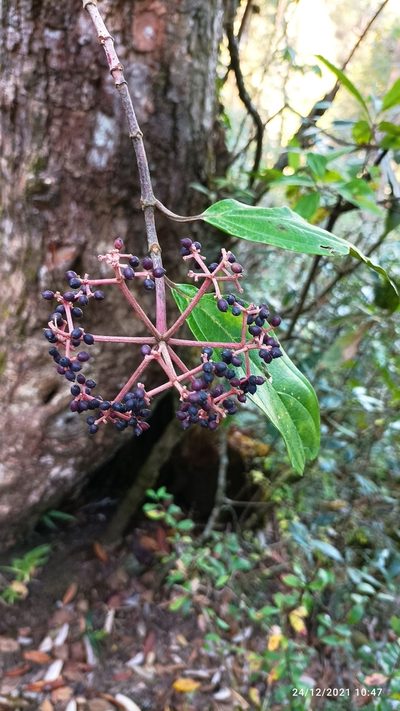 Viburnum cylindricum, photographed by Ramnarayan K
