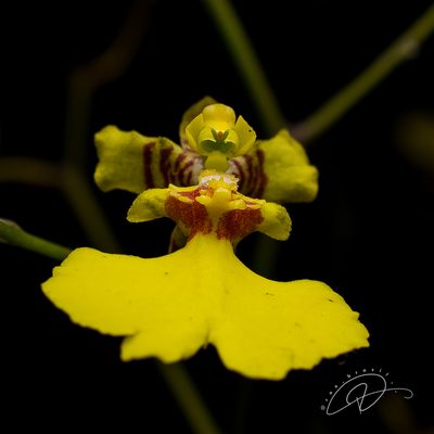 Gomesa flexuosa, photographed by Reinaldo de Oliveira Elias