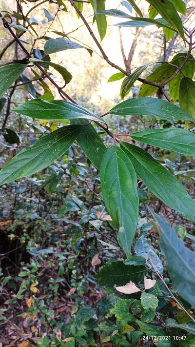 Viburnum cylindricum, photographed by Ramnarayan K