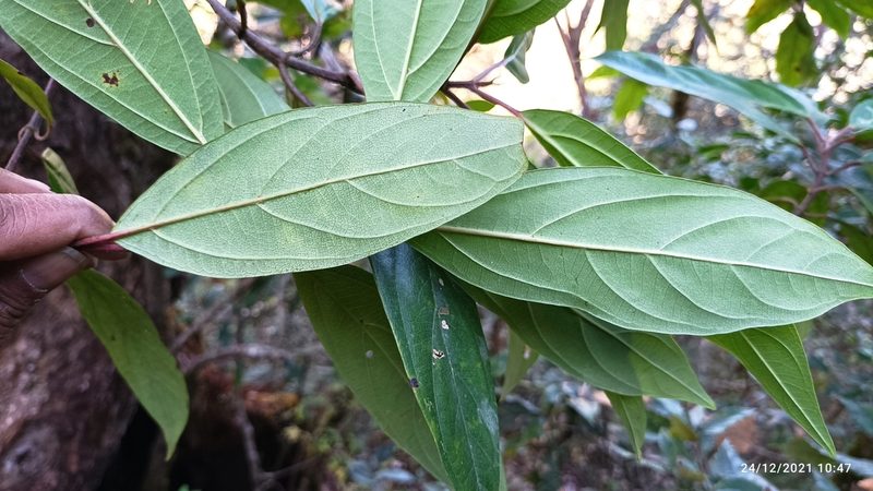 Viburnum cylindricum, photographed by Ramnarayan K