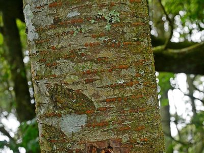 Prunus campanulata, photographed by Jacy Chen