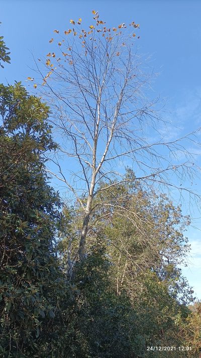 Betula alnoides, photographed by Ramnarayan K