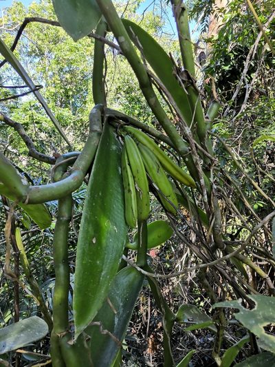 Vanilla pompona, photographed by Ana Nuño