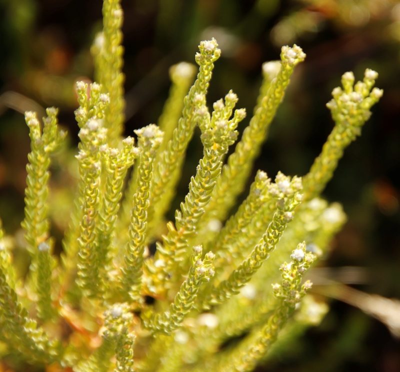 Phylica parviflora, photographed by Tony Rebelo
