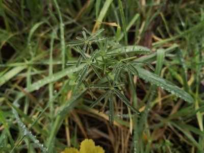 Lupinus angustifolius, photographed by Noa