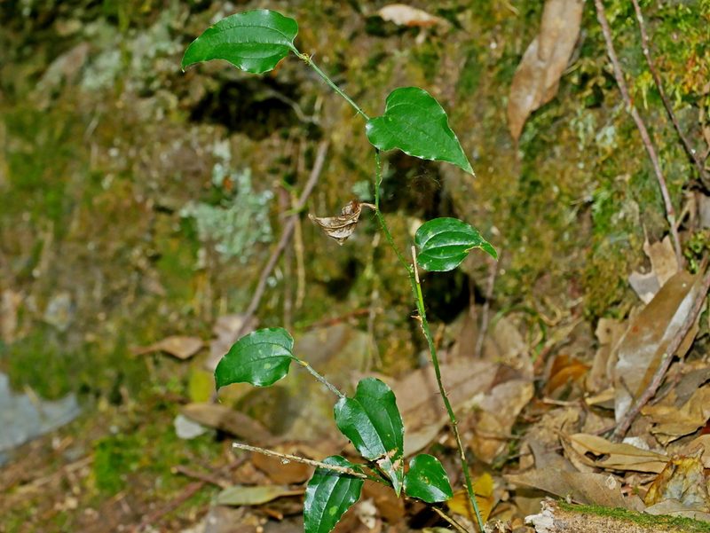 Smilax sieboldii, photographed by Jacy Chen