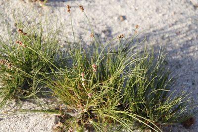 Ficinia bulbosa, photographed by Tony Rebelo