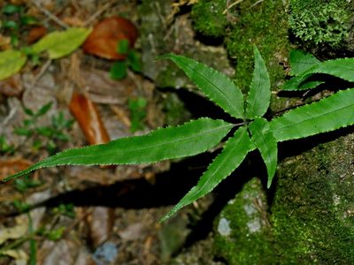 Pteris cretica, photographed by Jacy Chen
