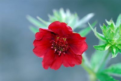 Potentilla thurberi, photographed by Tom Kennedy