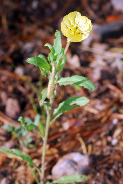 Oenothera pubescens, photographed by Tom Kennedy