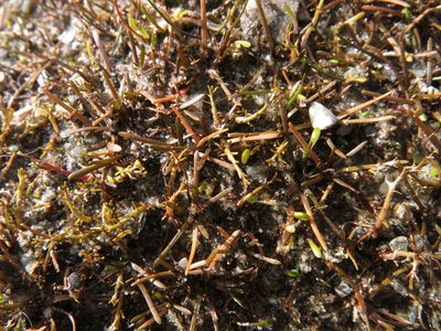Leptinella maniototo, photographed by John Barkla